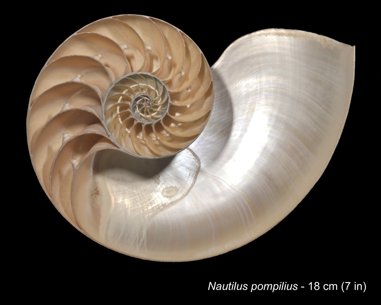 Coupe de coquille de Nautile - Nautilius Pompilius.