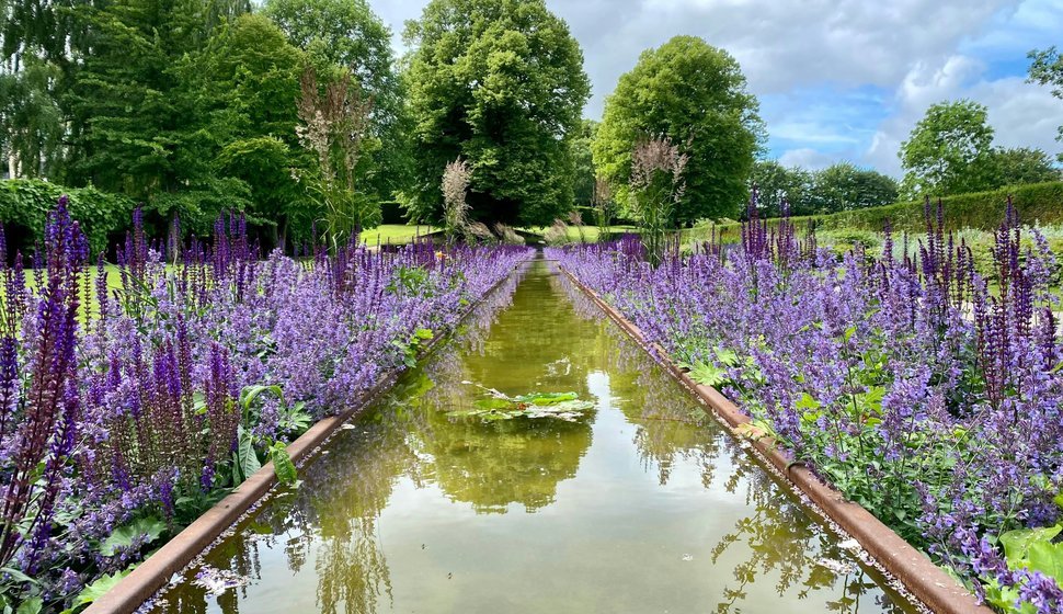 Lægesalvie i blomst i en park i Aalborg i juli.