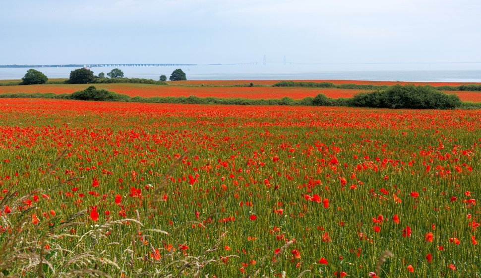 Valmuemark i juni, Tårup, Danmark.