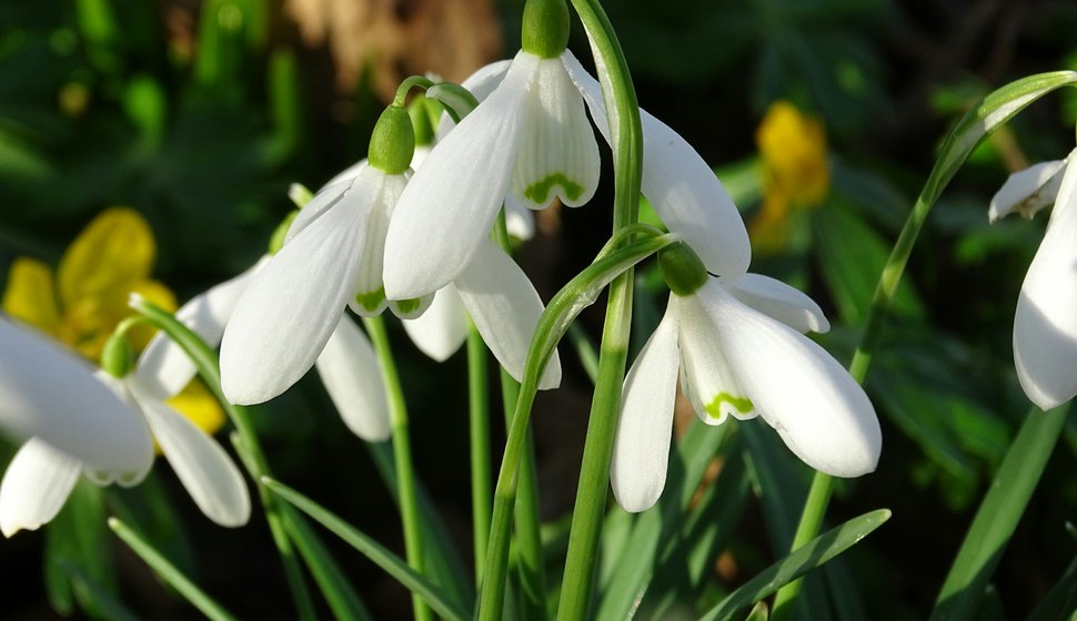Vintergækker i parkområdet. Fjordmarken, Aalborg Havn, Danmark.