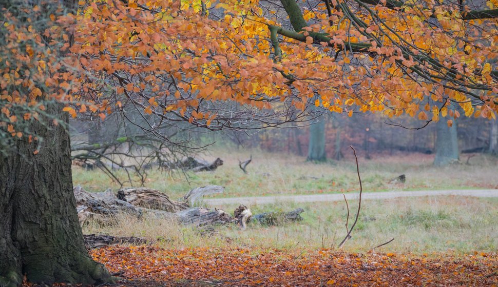 Novemberstemning i Jægersborg Dyrehave.