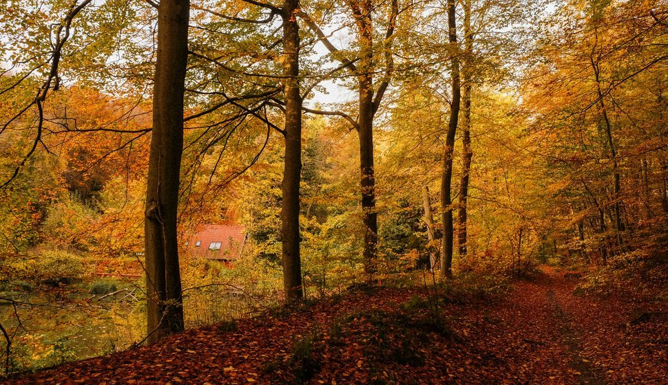 Efterårsblade i Aarhus