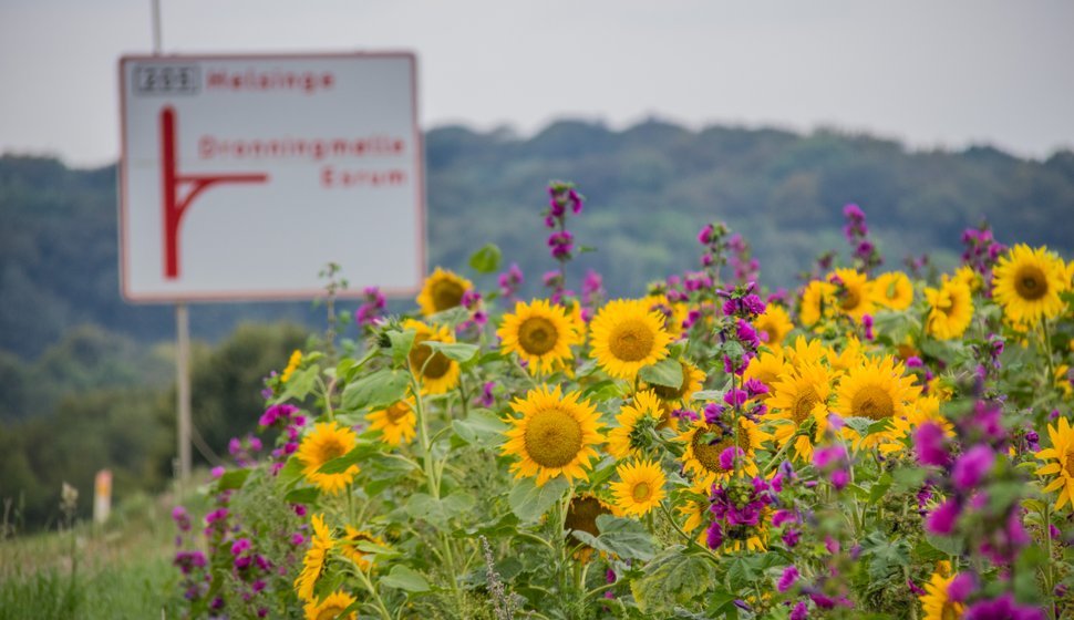 En mark med solsikker i september.